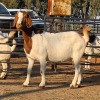 1 X BOER GOAT DOE CHOICE DECISIONS