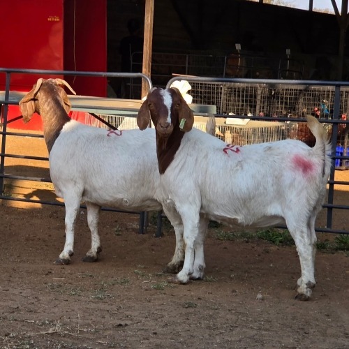 2 X BOER GOAT DOE CHOICE DECISIONS (Per animal to take the lot)
