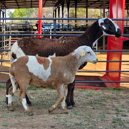 1+1 X MEATMASTER EWE DANK PANDA FARM