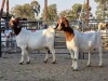 2 X BOER GOAT DOE CHOICE DECISIONS (Per animal to take the lot)