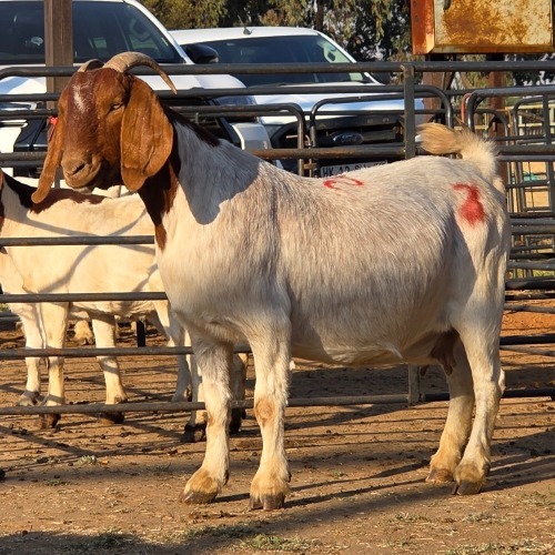 1 X BOER GOAT DOE CHOICE DECISIONS