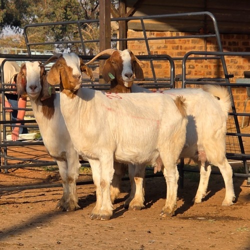 3 X BOER GOAT DOE CHOICE DECISIONS (Per animal to take the lot)