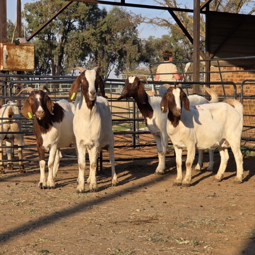 4 X BOER GOAT DOE CHOICE DECISIONS (Per animal to take the lot)