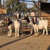 4 X BOER GOAT DOE CHOICE DECISIONS (Per animal to take the lot)