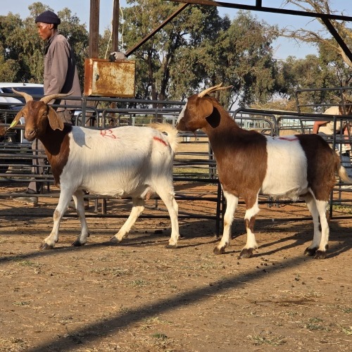 2 X BOER GOAT DOE CHOICE DECISIONS (Per animal to take the lot)