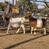 2 X BOER GOAT DOE CHOICE DECISIONS (Per animal to take the lot)