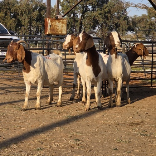 5 X BOER GOAT DOE CHOICE DECISIONS (Per animal to take the lot)