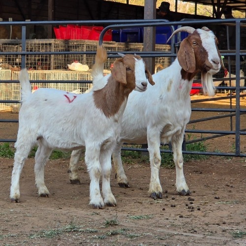 1+1 X BOER GOAT DOE CHOICE DECISIONS
