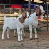1+1 X BOER GOAT DOE CHOICE DECISIONS