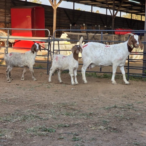 1+2 X BOER GOAT DOE CHOICE DECISIONS
