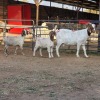 1+2 X BOER GOAT DOE CHOICE DECISIONS