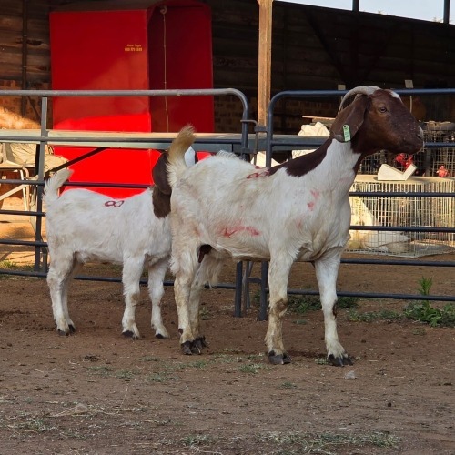 1+1 X BOER GOAT DOE CHOICE DECISIONS