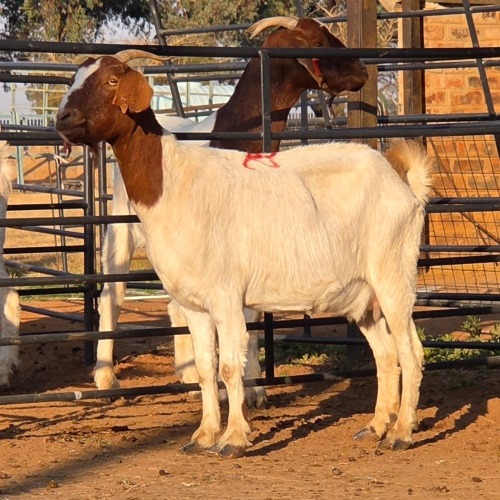 1 X BOER GOAT DOE CHOICE DECISIONS