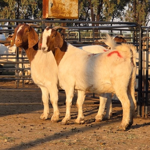 2 X BOER GOAT DOE CHOICE DECISIONS (Per animal to take the lot)