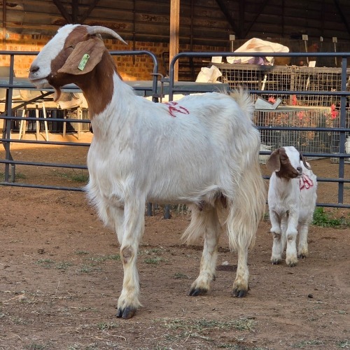 1+1 X BOER GOAT DOE CHOICE DECISIONS