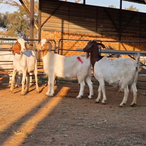 3 X BOER GOAT DOE CHOICE DECISIONS (Per animal to take the lot)