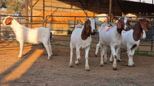 5 X BOER GOAT KAPATER CHOICE DECISIONS (Per animal to take the lot)