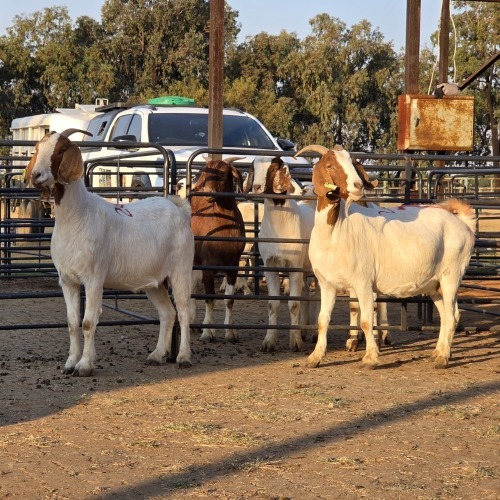 2 X BOER GOAT DOE CHOICE DECISIONS (Per animal to take the lot)
