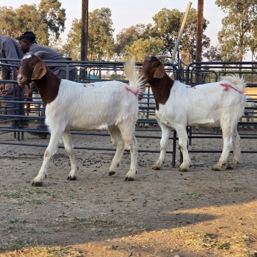 2 X BOER GOAT KAPATER CHOICE DECISIONS (Per animal to take the lot)