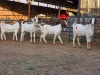 4 X BOER GOAT KAPATER CHOICE DECISIONS (Per animal to take the lot)