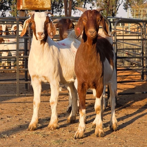 3 X BOER GOAT KAPATER CHOICE DECISIONS (Per animal to take the lot)