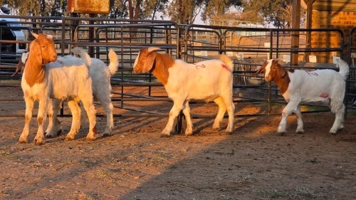 4 X BOER GOAT BUCK CHOICE DECISIONS (Per animal to take the lot)