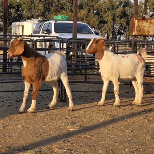 2 X BOER GOAT KAPATER CHOICE DECISIONS (Per animal to take the lot)
