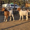 2 X BOER GOAT KAPATER CHOICE DECISIONS (Per animal to take the lot)