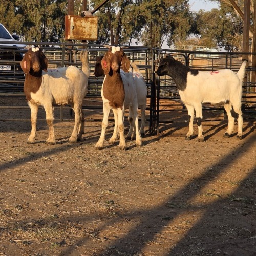 4 X BOER GOAT KAPATER CHOICE DECISIONS (Per animal to take the lot)