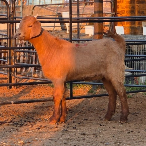 1 X KALAHARI RED DOE CHOICE DECISIONS