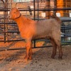 1 X KALAHARI RED DOE CHOICE DECISIONS