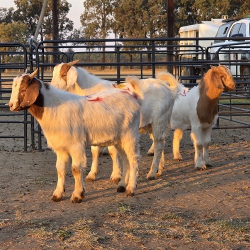 4 X BOER GOAT BUCK CHOICE DECISIONS (Per animal to take the lot)