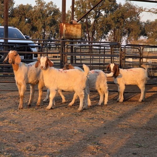 5 X BOER GOAT DOE CHOICE DECISIONS (Per animal to take the lot)