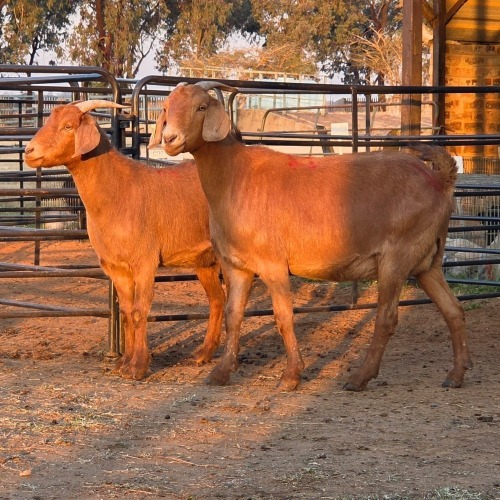 2 X KALAHARI RED DOE CHOICE DECISIONS (Per animal to take the lot)