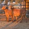 2 X KALAHARI RED DOE CHOICE DECISIONS (Per animal to take the lot)