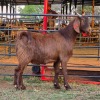 1 X KALAHARI RED CROSS KAPATER CHOICE DECISIONS