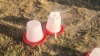 1 X 10L CHICKEN DRINKER Kluyts Livestock Farming