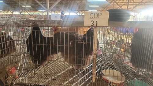 2 X CHOCOLATE ORPINGTON ROOSTER & HEN TIEGERPOORT (Per animal to take the lot)