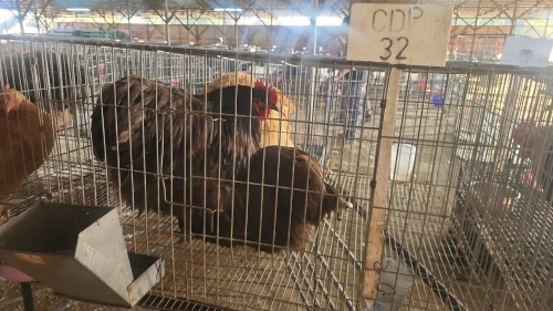 2 X CHOCOLATE ORPINGTON ROOSTER & HEN TIEGERPOORT (Per animal to take the lot)