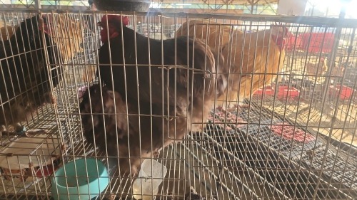 2 X CHOCOLATE ORPINGTON ROOSTER & HEN TIEGERPOORT (Per animal to take the lot)