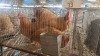 3 X PLYMOUNTH ROCK ROOSTER & HEN LOSOS FARM (Per animal to take the lot)