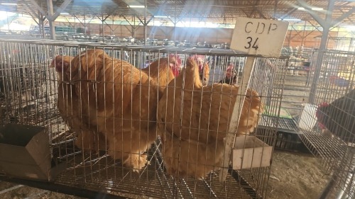 3 X BUFF CHOCHIN ROOSTER & HEN LOSOS FARM (Per animal to take the lot)