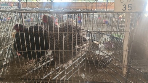 4 X CUCKOO ORPINGTON ROOSTER & HEN N. CRAWFORD (Per animal to take the lot)