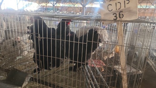3 X CHOCHIN BLUE ROOSTER & HEN LOSOS FARM (Per animal to take the lot)