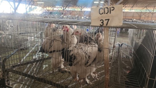 3 X COLUMBIAN BRAHMA ROOSTER & HEN CDP (Per animal to take the lot)