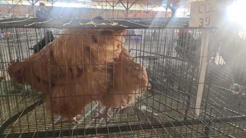 4 X BUFF ORPINGTON ROOSTER & HEN N. CRAWFORD (Per animal to take the lot)