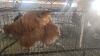 4 X BUFF ORPINGTON ROOSTER & HEN N. CRAWFORD (Per animal to take the lot)