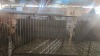 1 X WHITE PEACOCK HEN MLK LIVESTOCK SA - 2