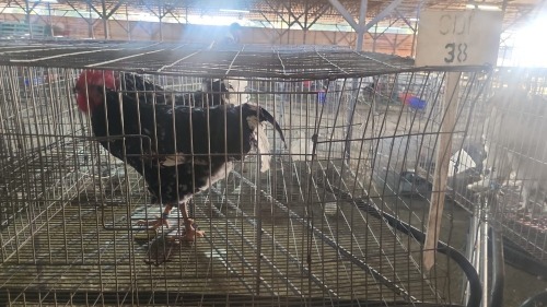 2 X BOSVELDER ROOSTER N. CRAWFORD (Per animal to take the lot)