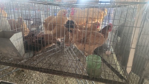 4 X FARM CHICKENS HEN KLUYTS LIVESTOCK FARMING (Per animal to take the lot)